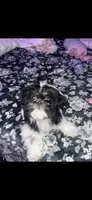 Corazon, a female Shih Tzu for sale in Rancho Cordova, CA – 4 of 4