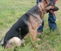 Big 1, a male German Shepherd Dog for sale in Saint Augustine, FL – 3 of 3