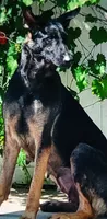 Big 1, a male German Shepherd Dog for sale in Saint Augustine, FL – 1 of 3