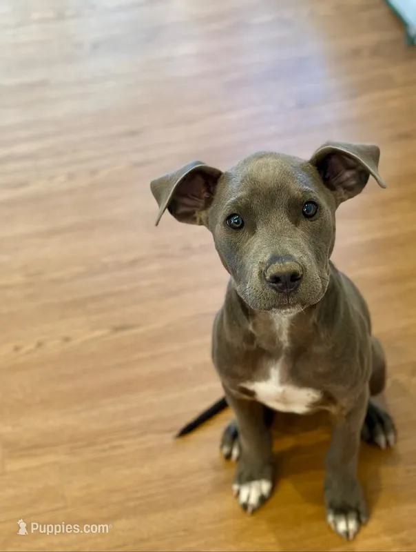 Goose – American Pit Bull Terrier puppy for sale in Alma, AR