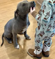 Goose, a male American Pit Bull Terrier for sale in Alma, AR – Photo 6 of 6