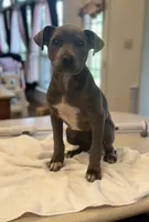 Goose, a male American Pit Bull Terrier for sale in Alma, AR – Photo 2 of 6