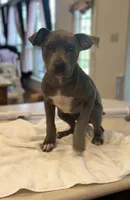 Goose, a male American Pit Bull Terrier for sale in Alma, AR – Photo 3 of 6