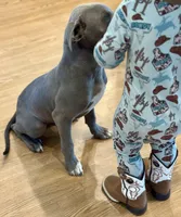 Goose, a male American Pit Bull Terrier for sale in Alma, AR – Photo 5 of 6