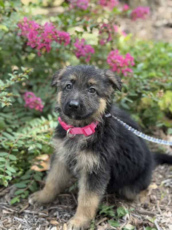 Pink-Girl – German Shepherd Dog puppy for sale in Parsons, KS