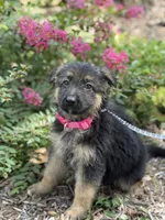 Pink-Girl, a female German Shepherd Dog for sale in Parsons, KS – 1 of 3
