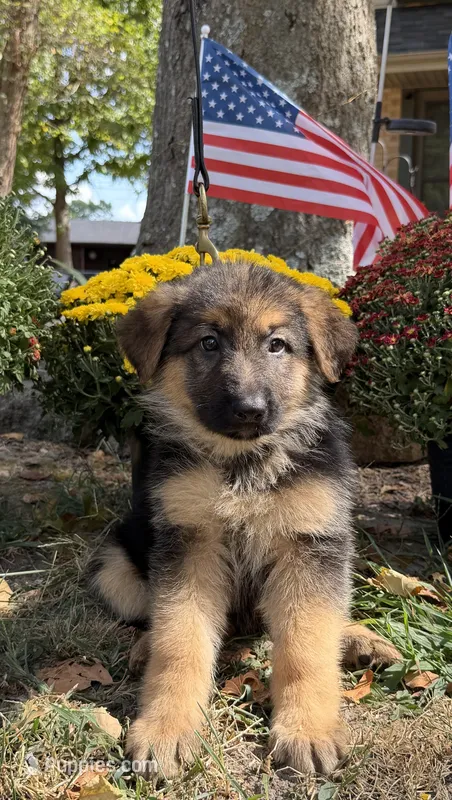 Gray-Boy – German Shepherd Dog puppy for sale in Parsons, KS