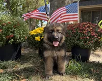 Blue-Boy, a male German Shepherd Dog for sale in Parsons, KS – 2 of 3