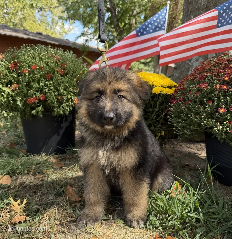 Blue-Boy – German Shepherd Dog puppy for sale in Parsons, KS