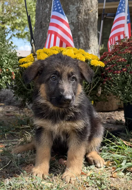 Red-Girl – German Shepherd Dog puppy for sale in Parsons, KS