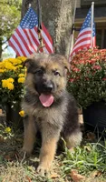 Green-Boy, a male German Shepherd Dog for sale in Parsons, KS – 2 of 2