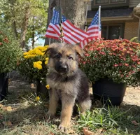 Green-Boy, a male German Shepherd Dog for sale in Parsons, KS – 1 of 2
