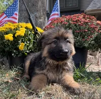 Purple-Girl, a female German Shepherd Dog for sale in Parsons, KS – 2 of 2