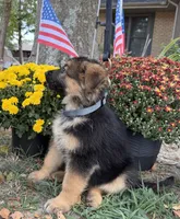Gray-Boy, a male German Shepherd Dog for sale in Parsons, KS – 2 of 2