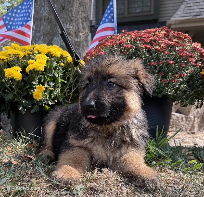 Purple-Girl – German Shepherd Dog puppy for sale in Parsons, KS
