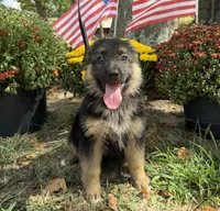 Pink-Girl, a female German Shepherd Dog for sale in Parsons, KS – 2 of 3
