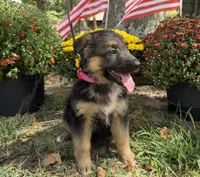 Pink-Girl, a female German Shepherd Dog for sale in Parsons, KS – 3 of 3