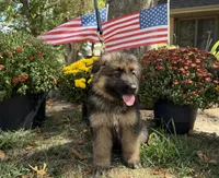 Blue-Boy, a male German Shepherd Dog for sale in Parsons, KS – 3 of 3