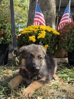 Red-Girl, a female German Shepherd Dog for sale in Parsons, KS – 2 of 2