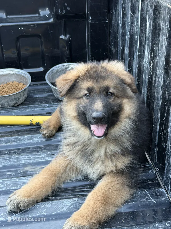 Blue-Boy – German Shepherd Dog puppy for sale in Parsons, KS
