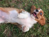 AKC Axe, a male Cavalier King Charles Spaniel for sale in Flippin, AR – 8 of 10