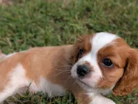 AKC O.T., a male Cavalier King Charles Spaniel for sale in Flippin, AR – 3 of 10