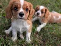 AKC Axe, a male Cavalier King Charles Spaniel for sale in Flippin, AR – 3 of 10