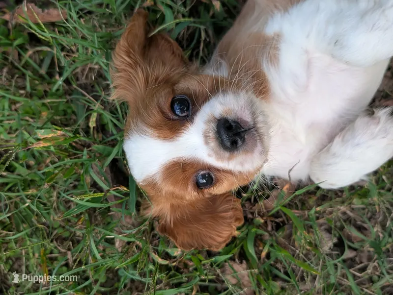 AKC O.T. – Cavalier King Charles Spaniel puppy for sale in Flippin, AR