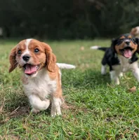 AKC Axe, a male Cavalier King Charles Spaniel for sale in Flippin, AR – 10 of 10