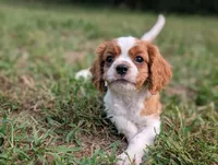 AKC O.T., a male Cavalier King Charles Spaniel for sale in Flippin, AR – 2 of 10
