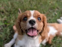 AKC Axe, a male Cavalier King Charles Spaniel for sale in Flippin, AR – 2 of 10