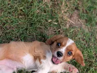 AKC Axe, a male Cavalier King Charles Spaniel for sale in Flippin, AR – 7 of 10