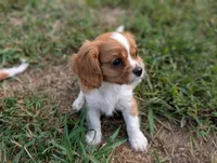 AKC Axe, a male Cavalier King Charles Spaniel for sale in Flippin, AR – 4 of 10