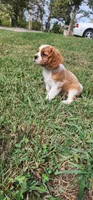 AKC O.T., a male Cavalier King Charles Spaniel for sale in Flippin, AR – 6 of 10