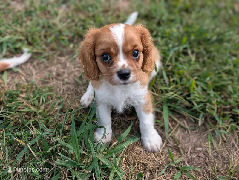 AKC Axe – Cavalier King Charles Spaniel puppy for sale in Flippin, AR