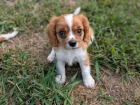 AKC Axe, a male Cavalier King Charles Spaniel for sale in Flippin, AR – 1 of 10