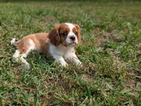 AKC O.T., a male Cavalier King Charles Spaniel for sale in Flippin, AR – 9 of 10