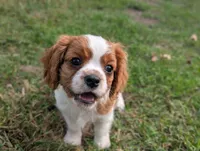 AKC O.T., a male Cavalier King Charles Spaniel for sale in Flippin, AR – 10 of 10