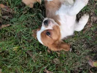 AKC O.T., a male Cavalier King Charles Spaniel for sale in Flippin, AR – 5 of 10