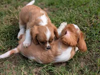 AKC Axe, a male Cavalier King Charles Spaniel for sale in Flippin, AR – 9 of 10