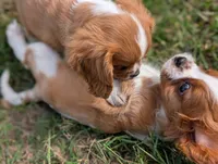 AKC O.T., a male Cavalier King Charles Spaniel for sale in Flippin, AR – 8 of 10