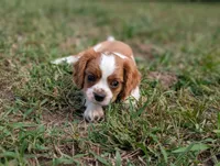 AKC O.T., a male Cavalier King Charles Spaniel for sale in Flippin, AR – 4 of 10