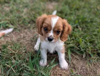 AKC Axe, a male Cavalier King Charles Spaniel for sale in Flippin, AR – 5 of 10
