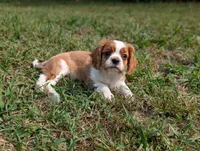 AKC O.T., a male Cavalier King Charles Spaniel for sale in Flippin, AR – 7 of 10