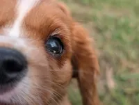 AKC Axe, a male Cavalier King Charles Spaniel for sale in Flippin, AR – 6 of 10