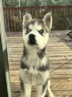 Jax, a male Siberian Husky for sale in Montville Center, CT – 7 of 7