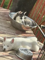 Jax, a male Siberian Husky for sale in Montville Center, CT – 2 of 7