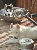 Jax, a male Siberian Husky for sale in Montville Center, CT – 5 of 7