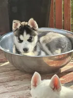 Jax, a male Siberian Husky for sale in Montville Center, CT – 3 of 7