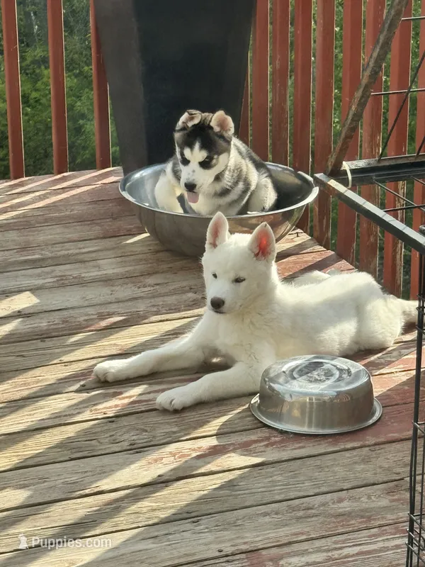 Jax – Siberian Husky puppy for sale in Montville Center, CT